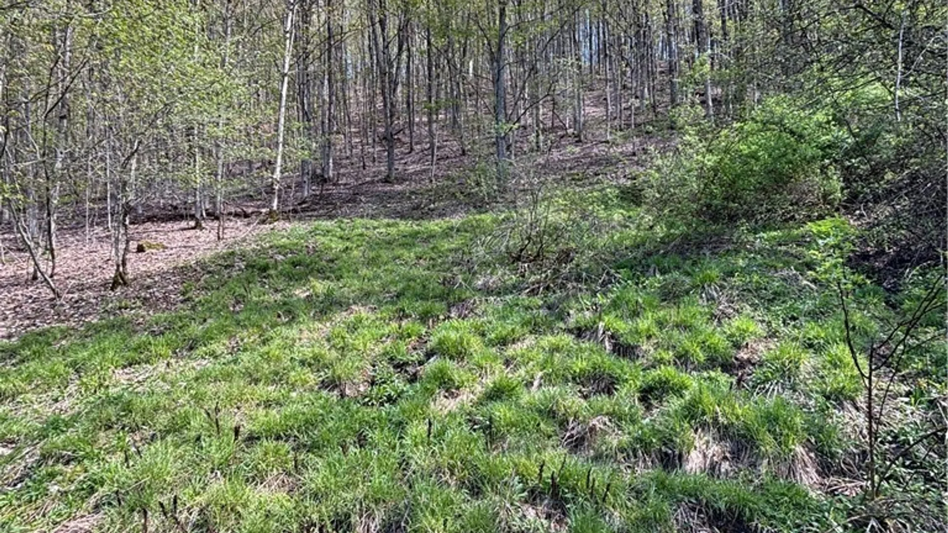 Property at 0 Co Rd 6 AKA Haskell Rd., Clarksville, NY 12041 29