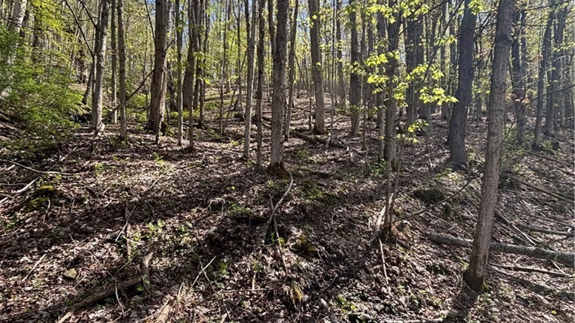 Property at 0 Co Rd 6 AKA Haskell Rd., Clarksville, NY 12041 34