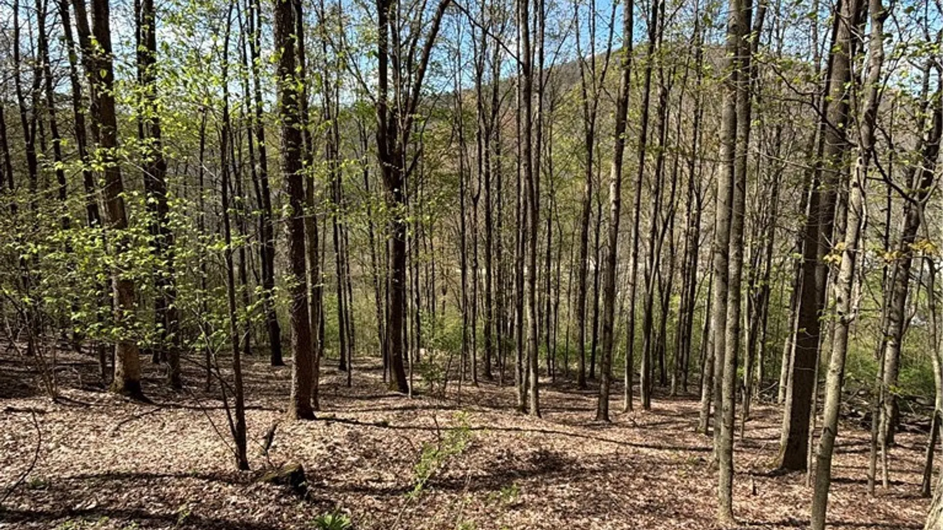 Property at 0 Co Rd 6 AKA Haskell Rd., Clarksville, NY 12041 37