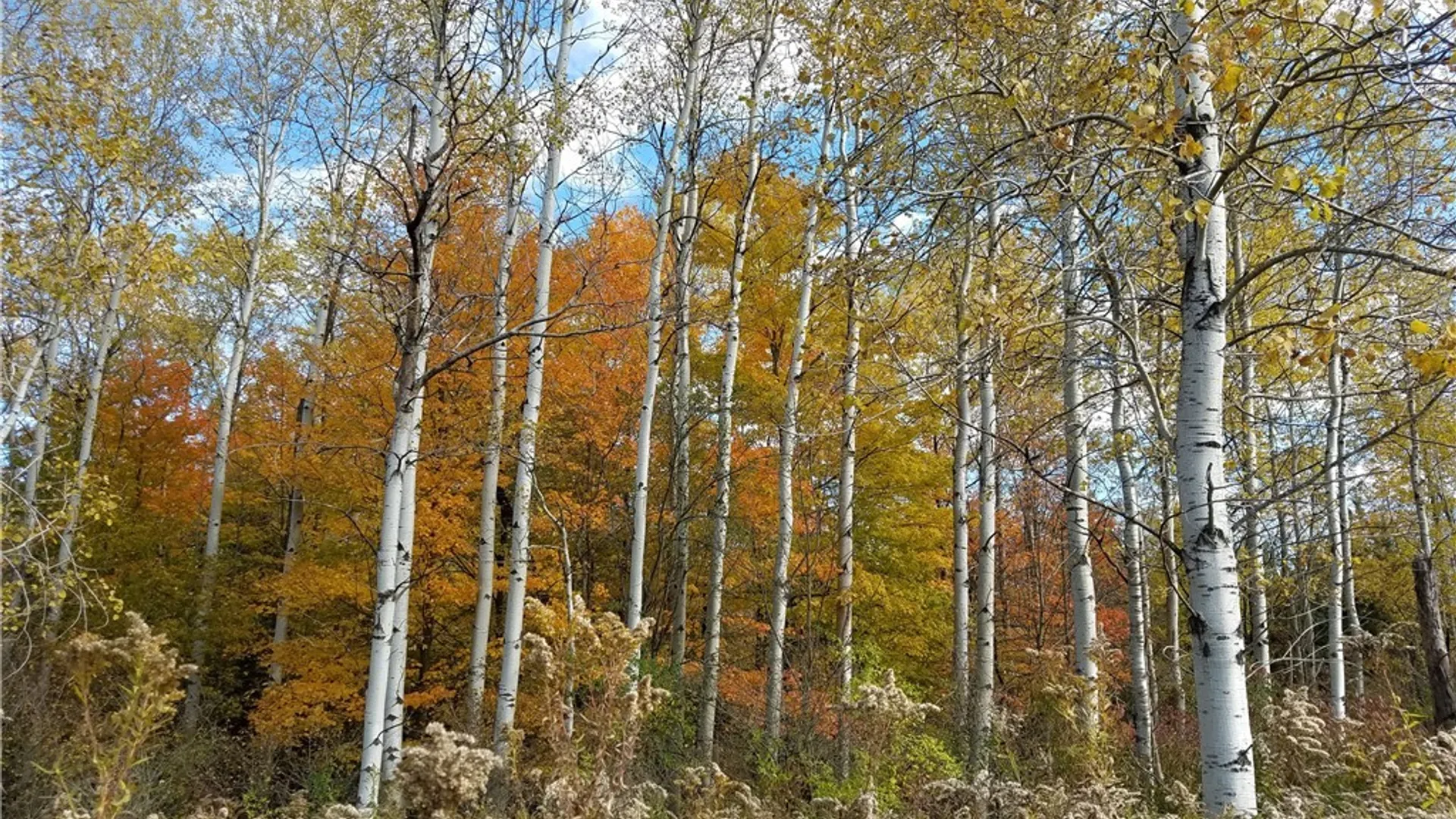 Property at V/L Whitney Road, Holland, NY 14080 16
