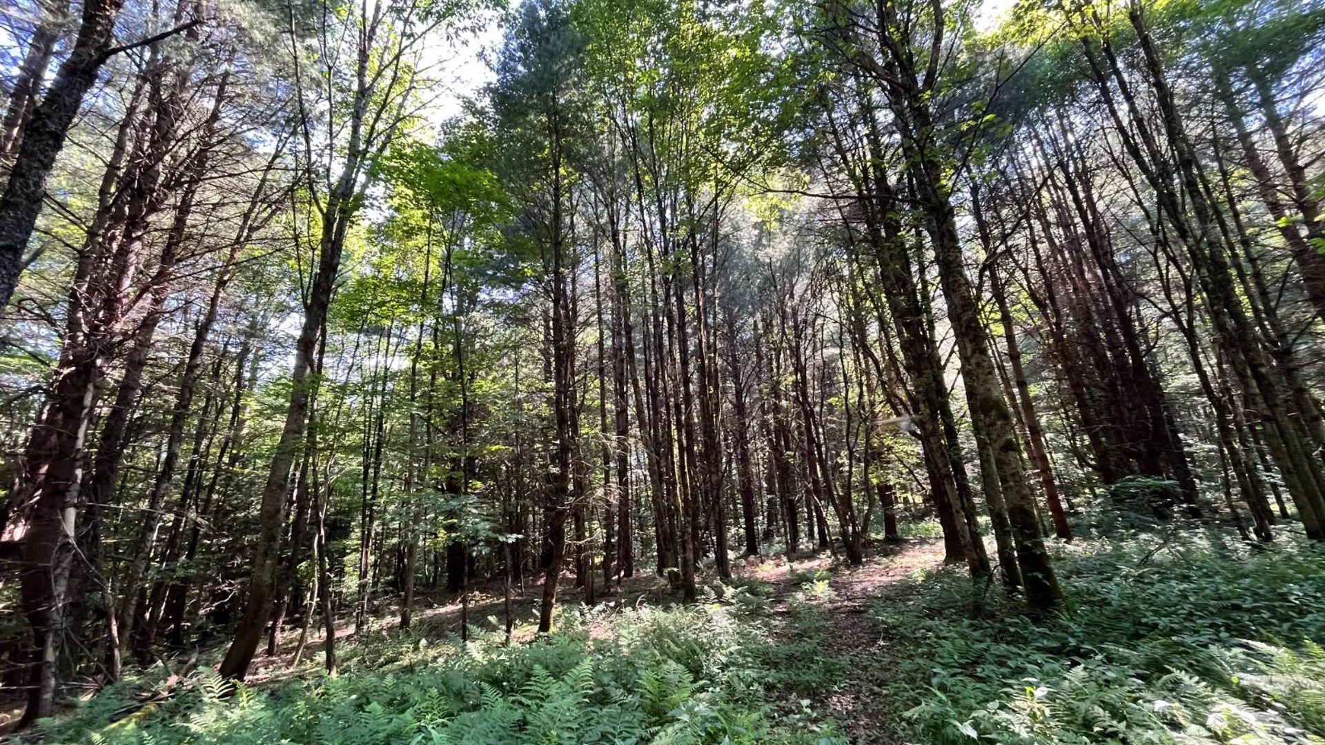 Property at 357 Cable Rd, Williamstown, NY 13493 26