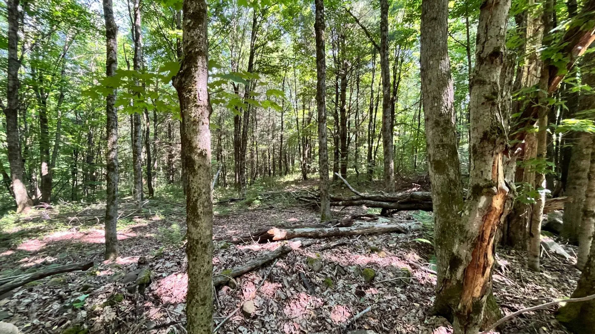 Property at 357 Cable Rd, Williamstown, NY 13493 33