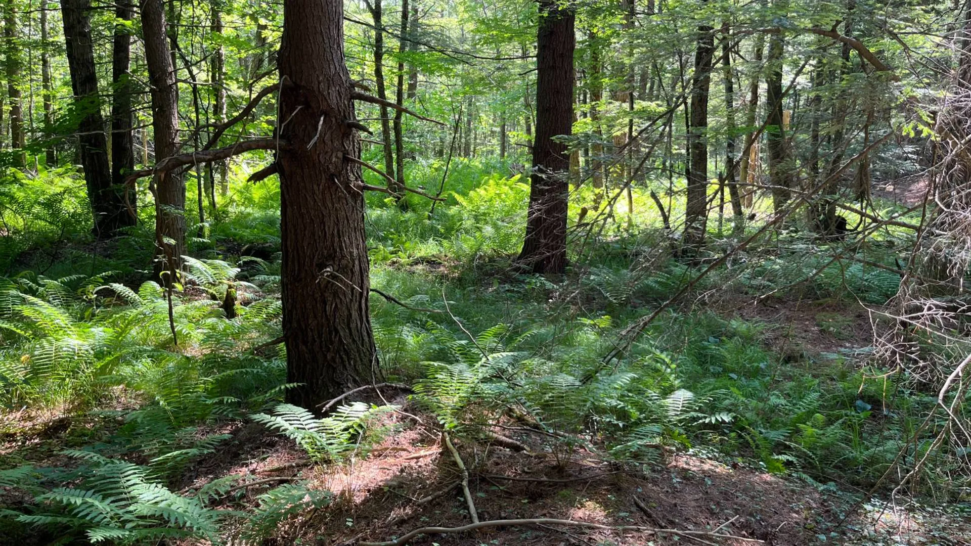 Property at 357 Cable Rd, Williamstown, NY 13493 51