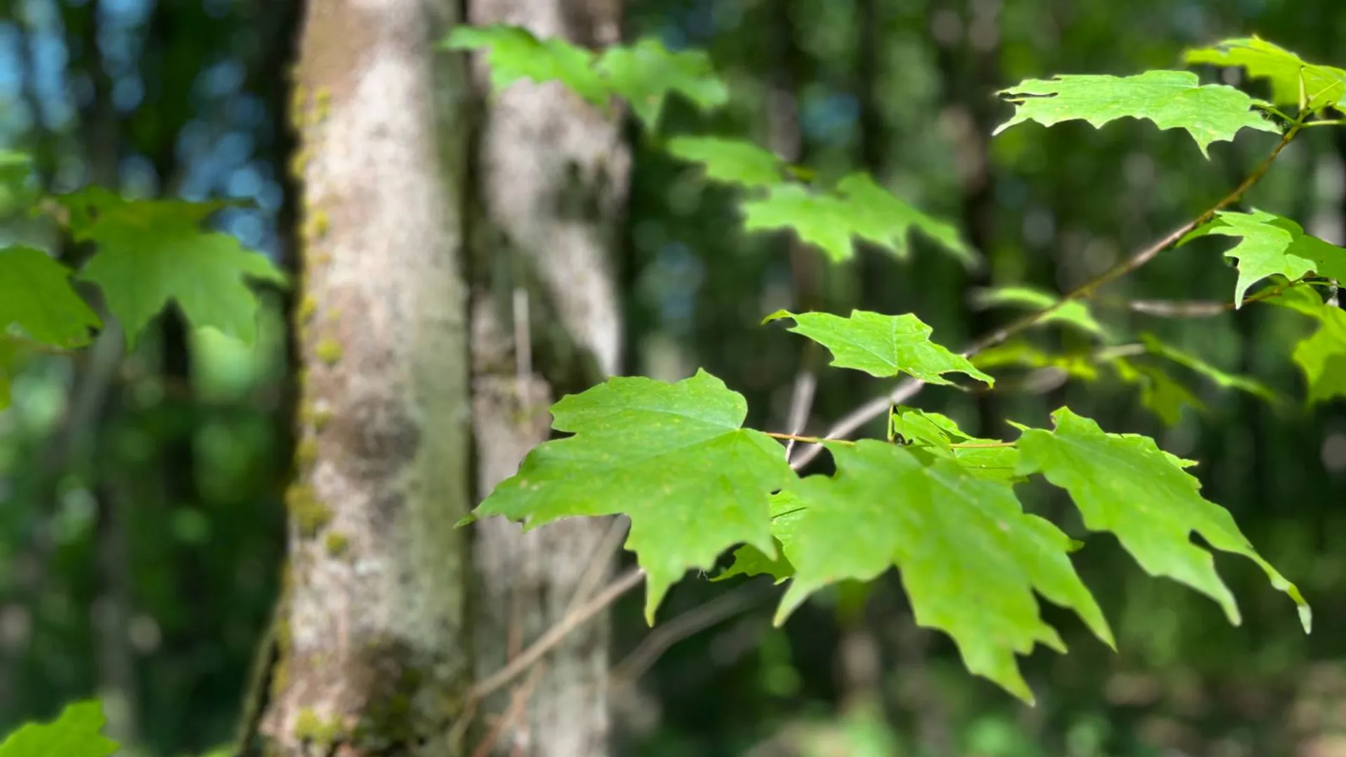 Property at 357 Cable Rd, Williamstown, NY 13493 59