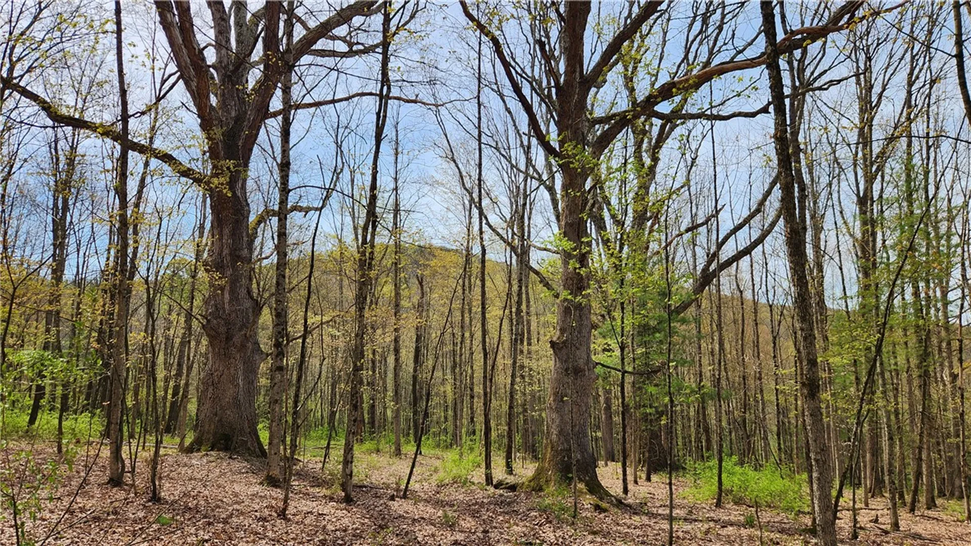 Property at 185 Lawrence, Newark Valley, NY 13811 35