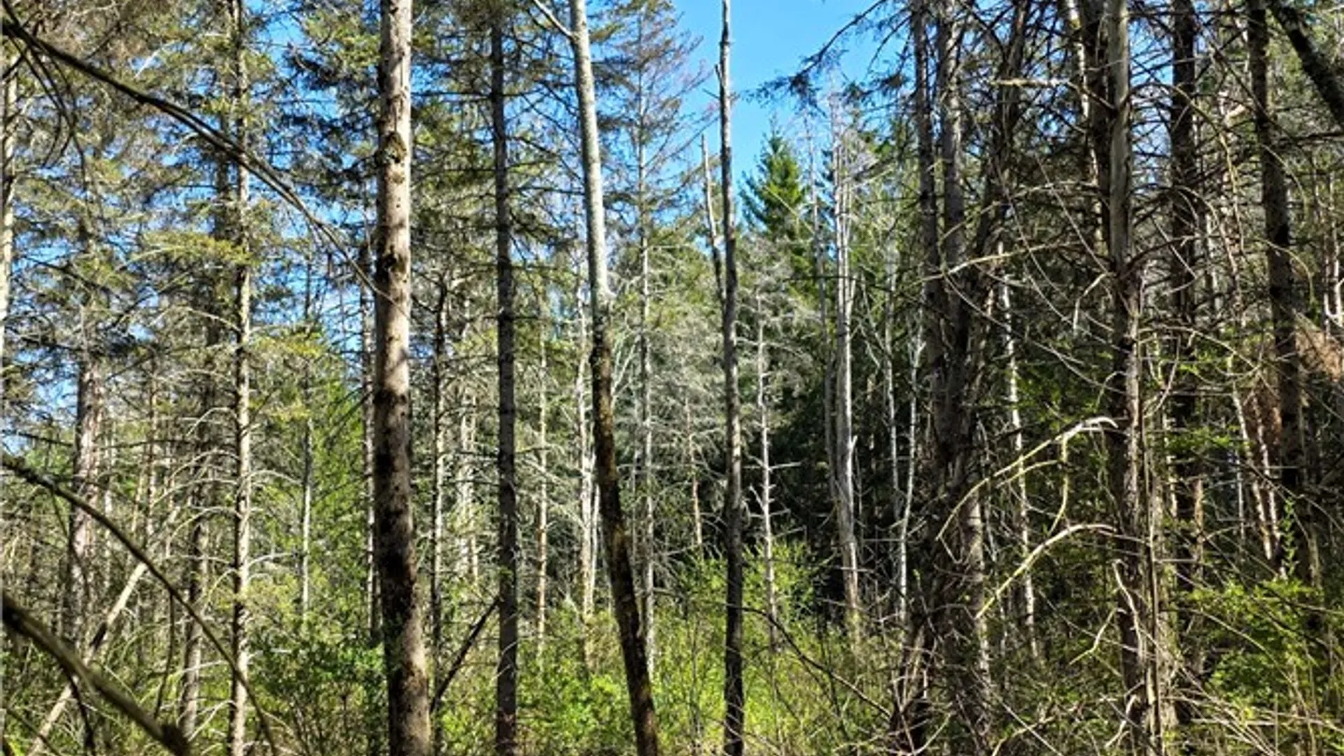 Property at Snyder Hill Road, Dryden, NY 14850 4