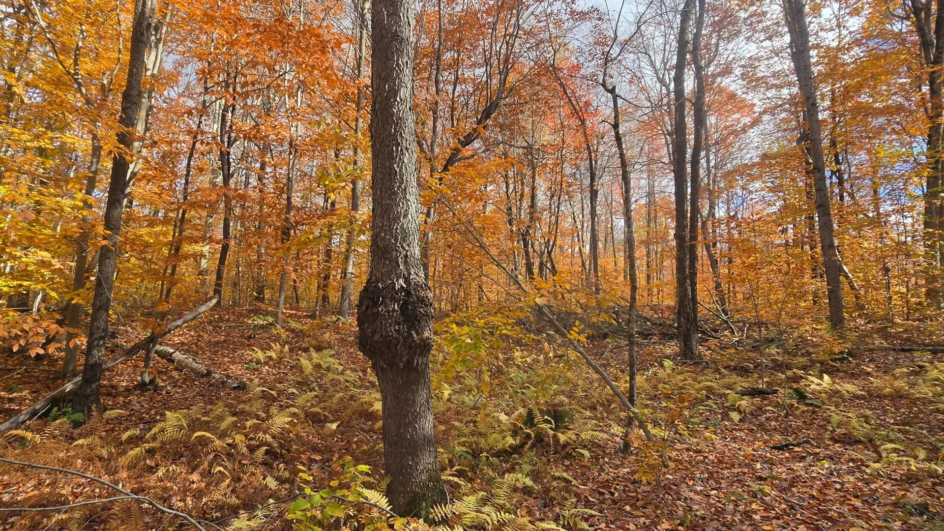 Property at 7761 Alpine Rd, Harrisville, NY 13648 23