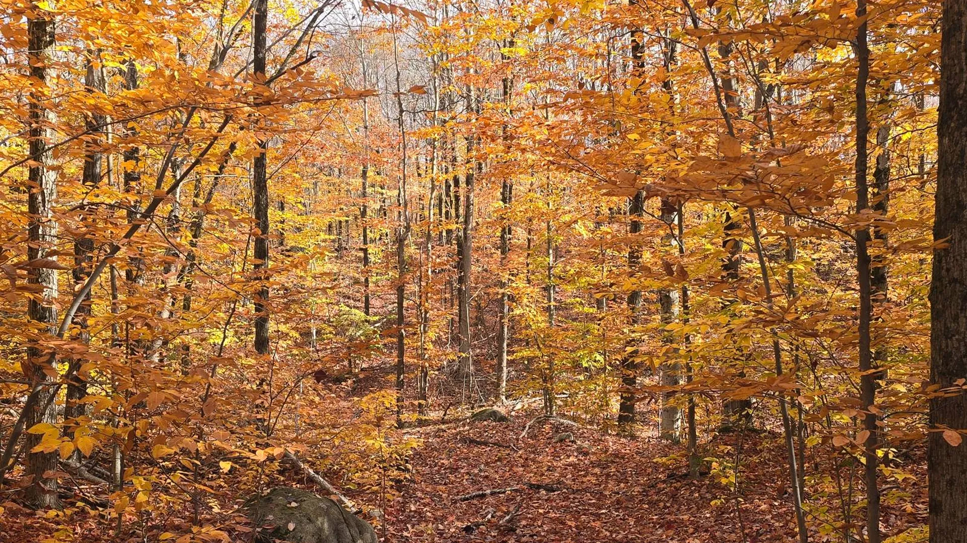 Property at 7761 Alpine Rd, Harrisville, NY 13648 24