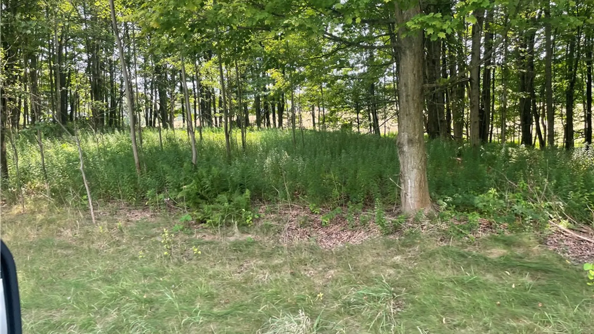 Property at State Highway 206, Masonville, NY 13804 2