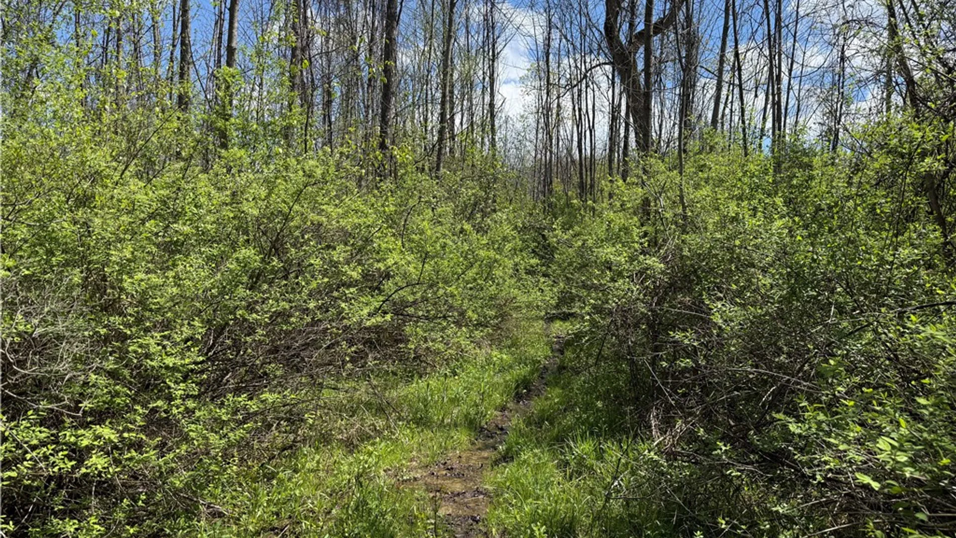 Property at Oakland Road, Mt Morris, NY 14517 6