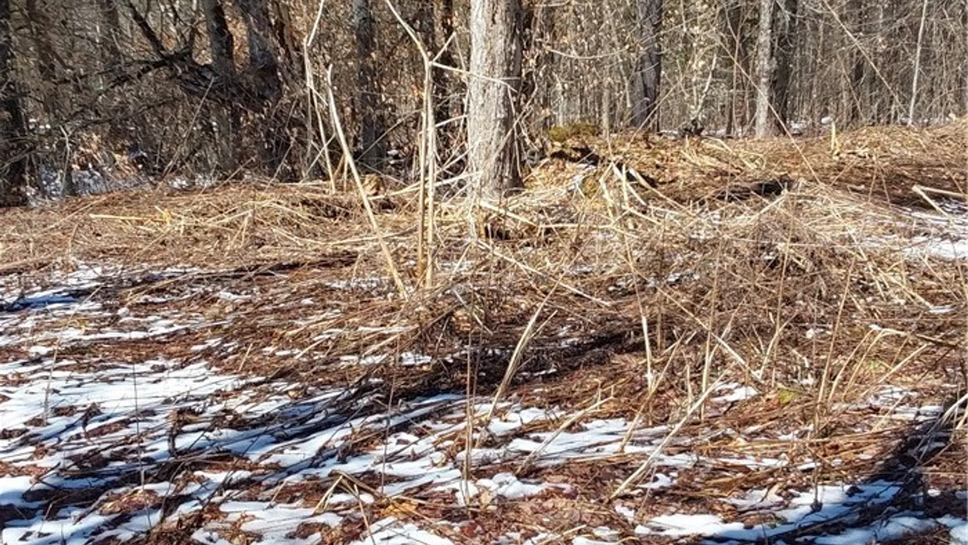 Property at Rt-8, Ohio, NY 13324 6