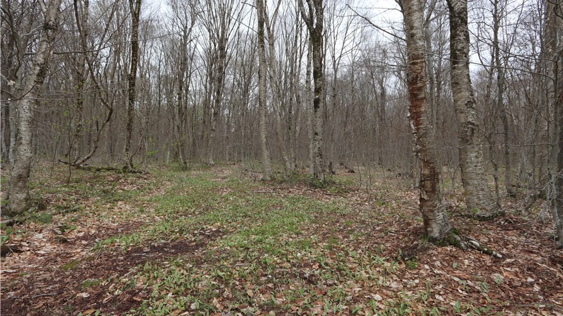 Property at 2985 Potter Road, Osceola, NY 13437 7