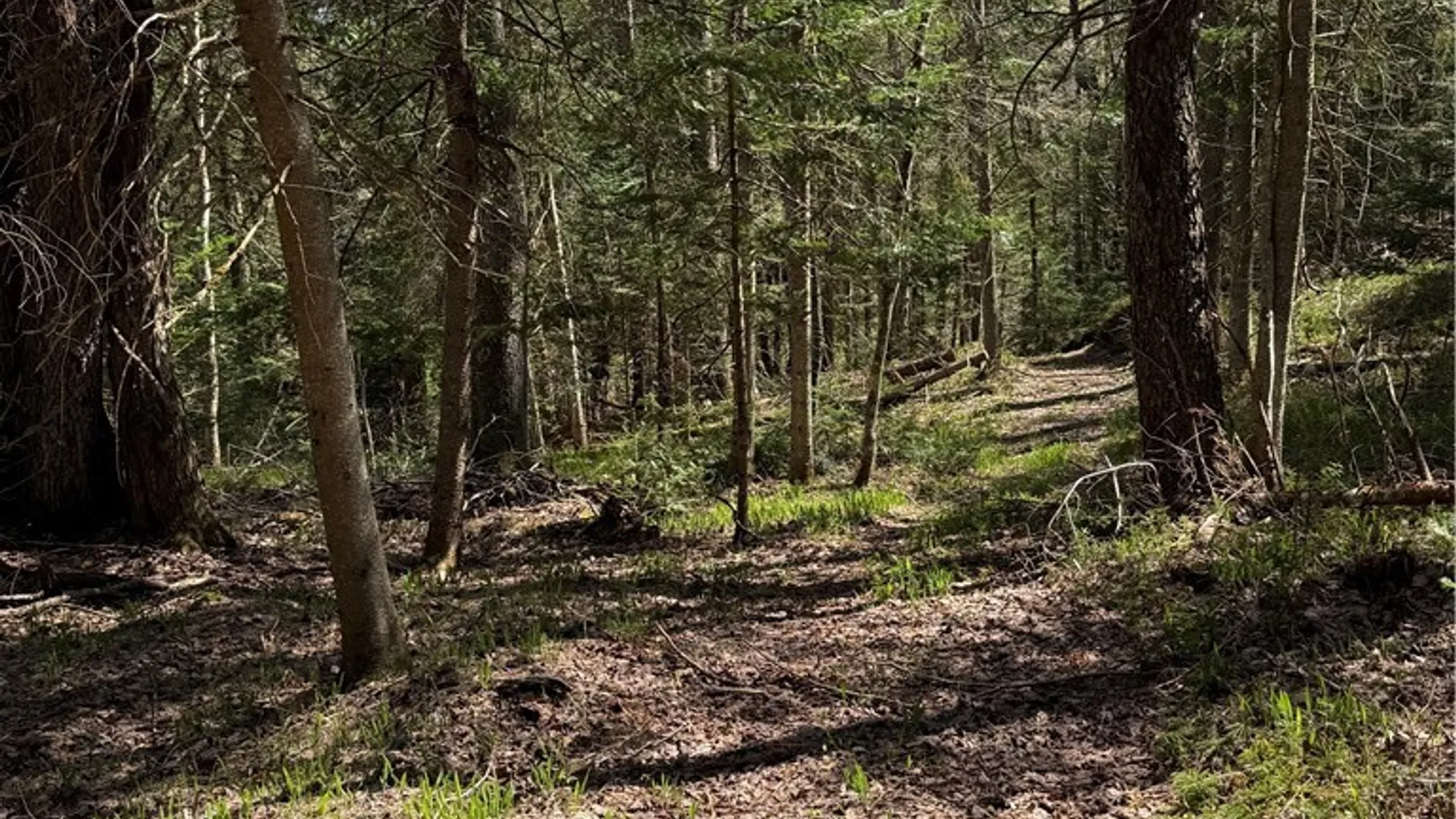 Property at Lot # 87,88,89 Meekerville Road, Forestport, NY 13338 22