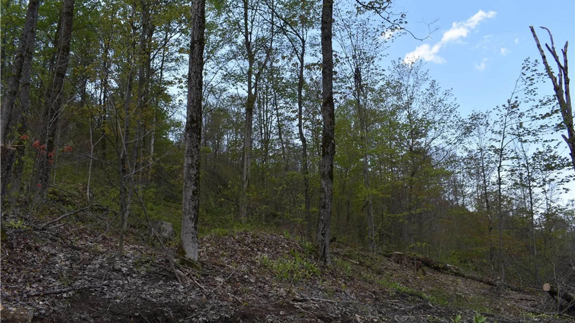 Property at Farrington Hollow Road, Cherry Creek, NY 14723 12