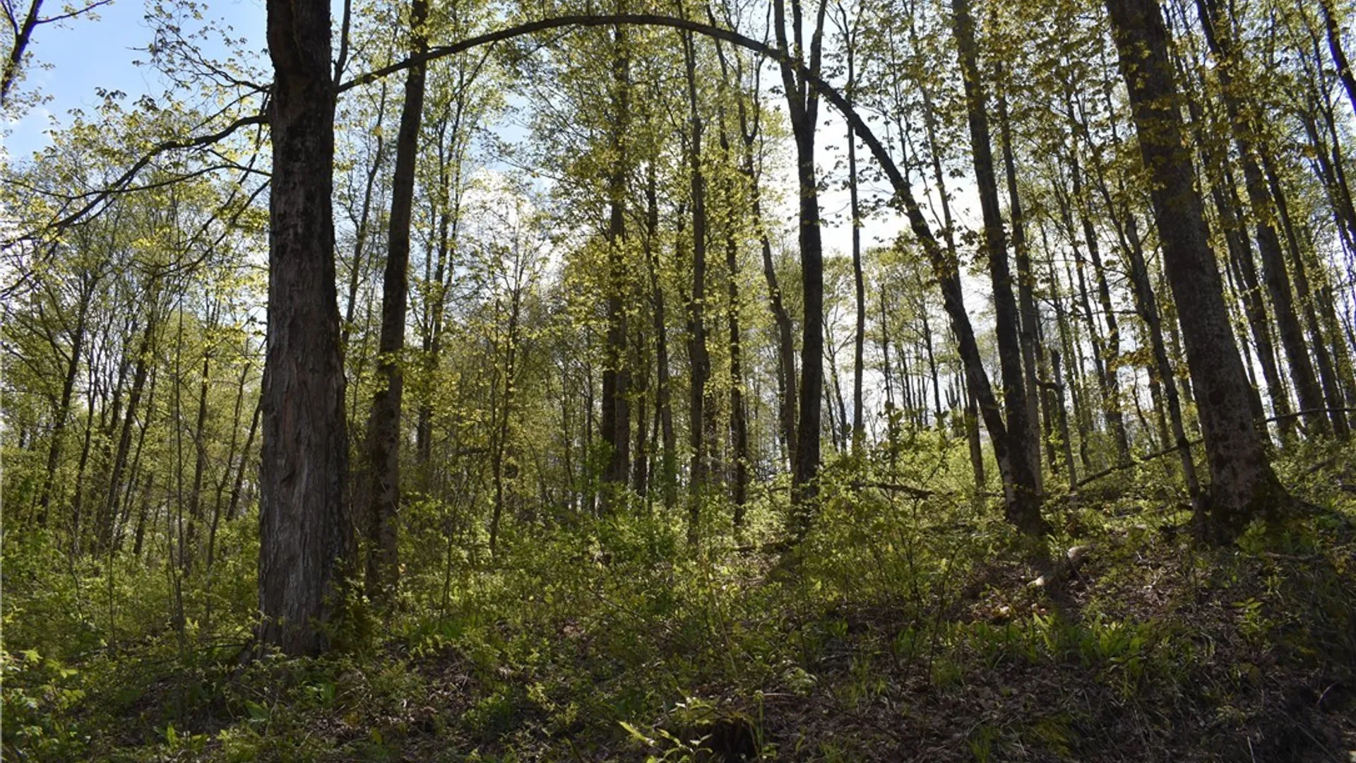 Property at Farrington Hollow Road, Cherry Creek, NY 14723 15
