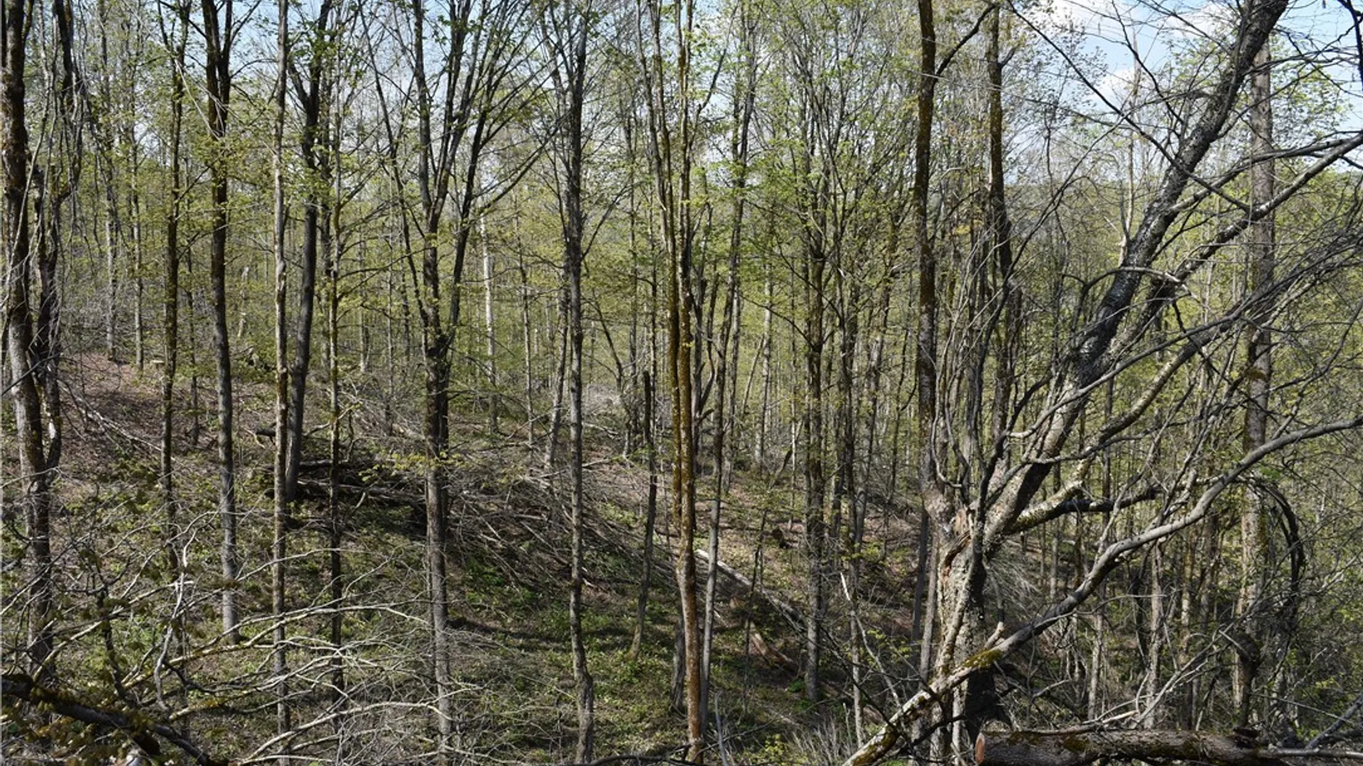 Property at Farrington Hollow Road, Cherry Creek, NY 14723 17