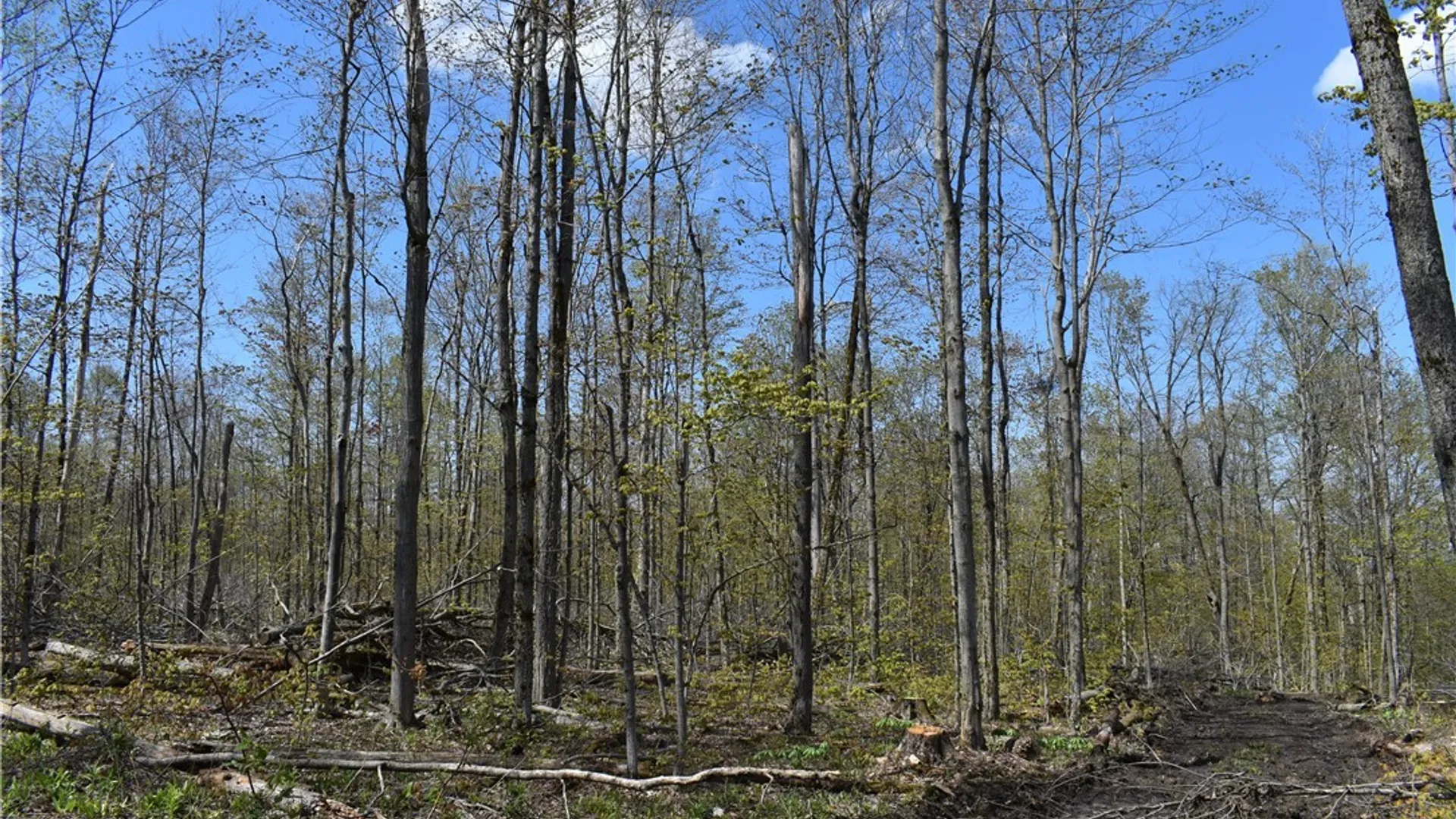 Property at Farrington Hollow Road, Cherry Creek, NY 14723 18