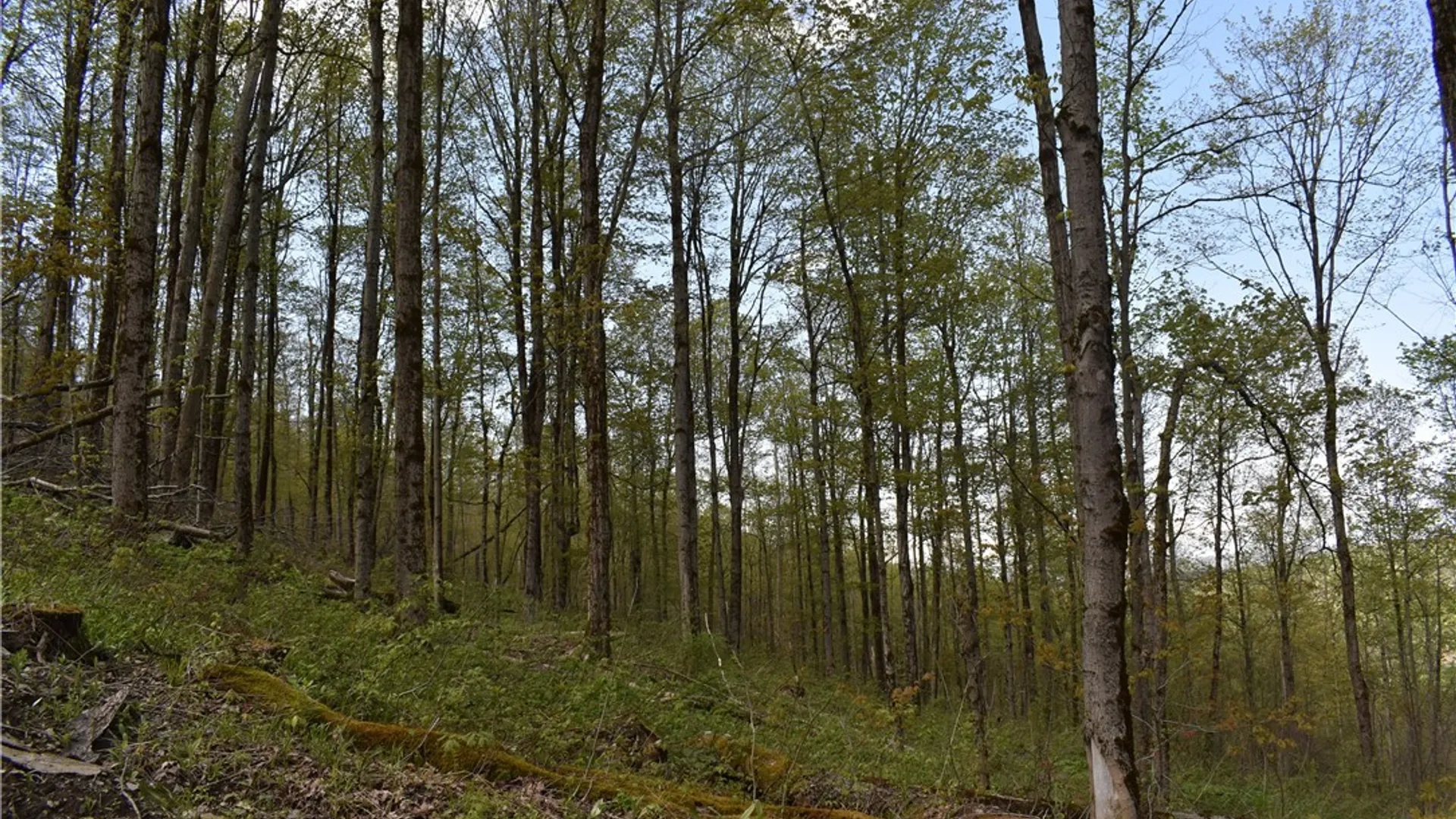 Property at Farrington Hollow Road, Cherry Creek, NY 14723 20