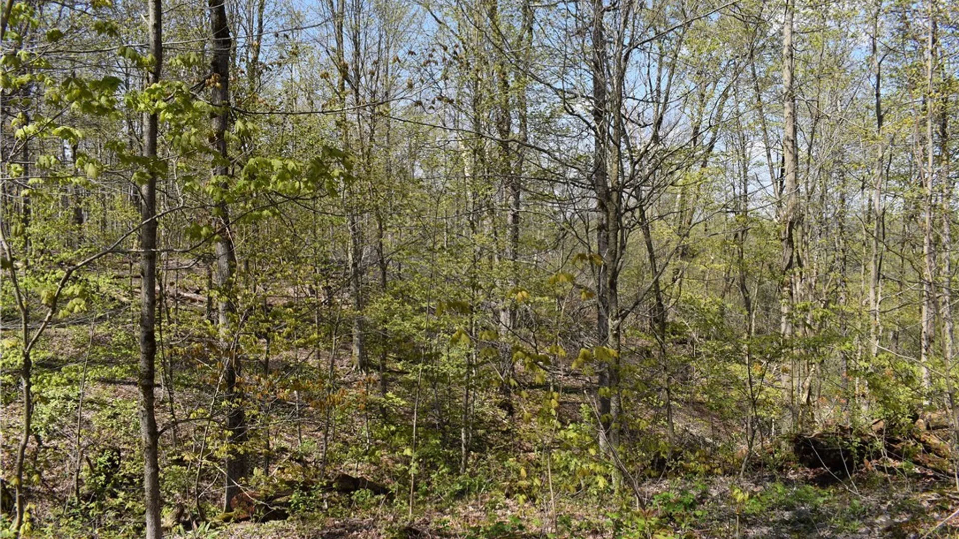 Property at Farrington Hollow Road, Cherry Creek, NY 14723 27