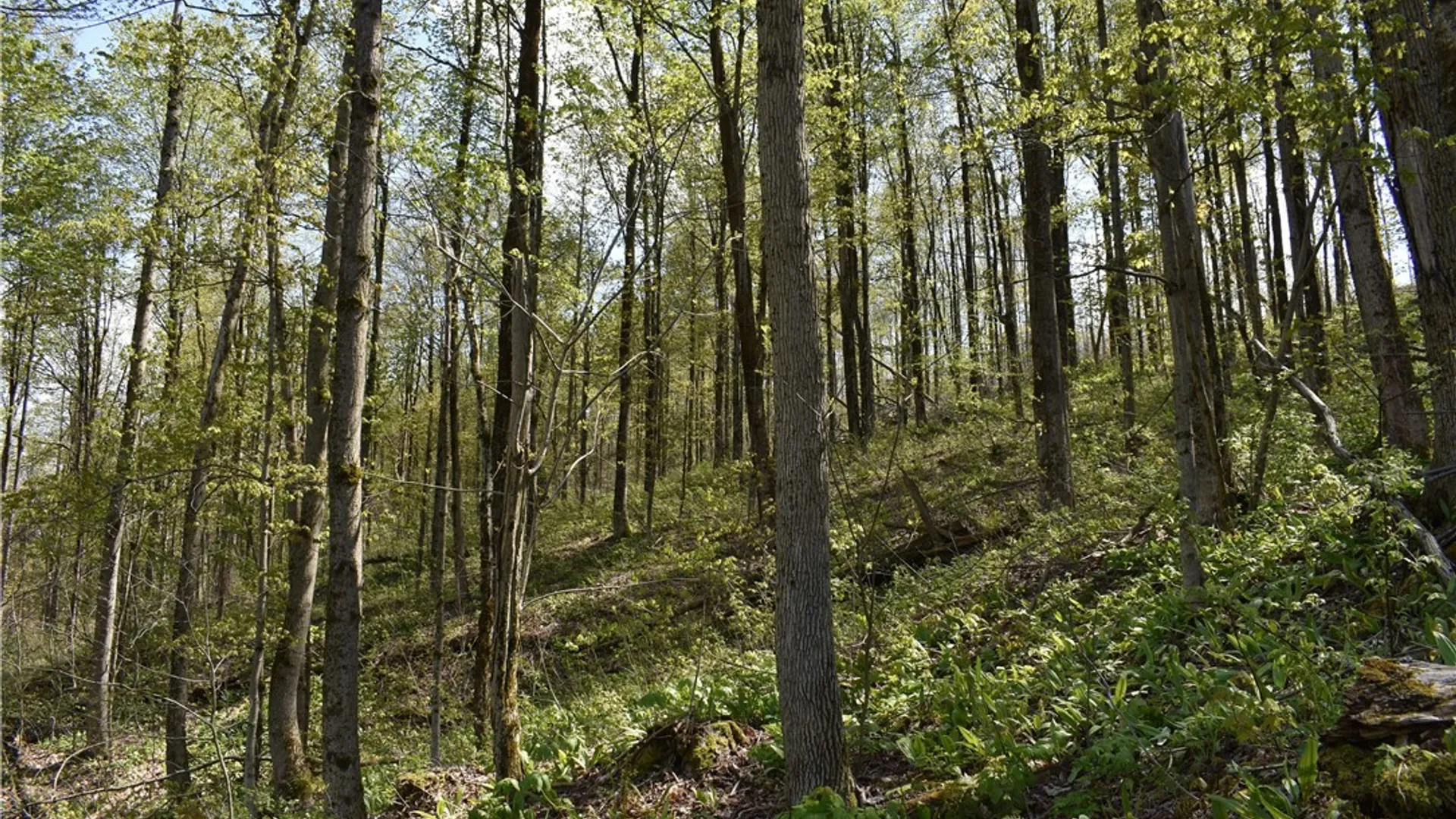 Property at Farrington Hollow Road, Cherry Creek, NY 14723 29