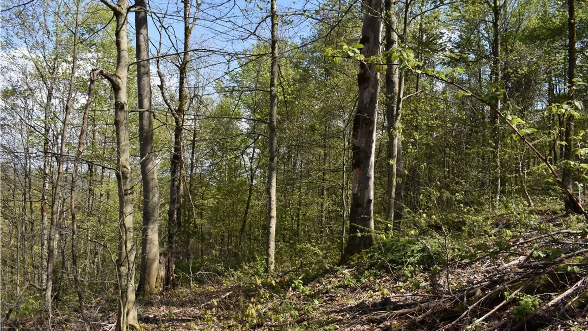 Property at Farrington Hollow Road, Cherry Creek, NY 14723 30