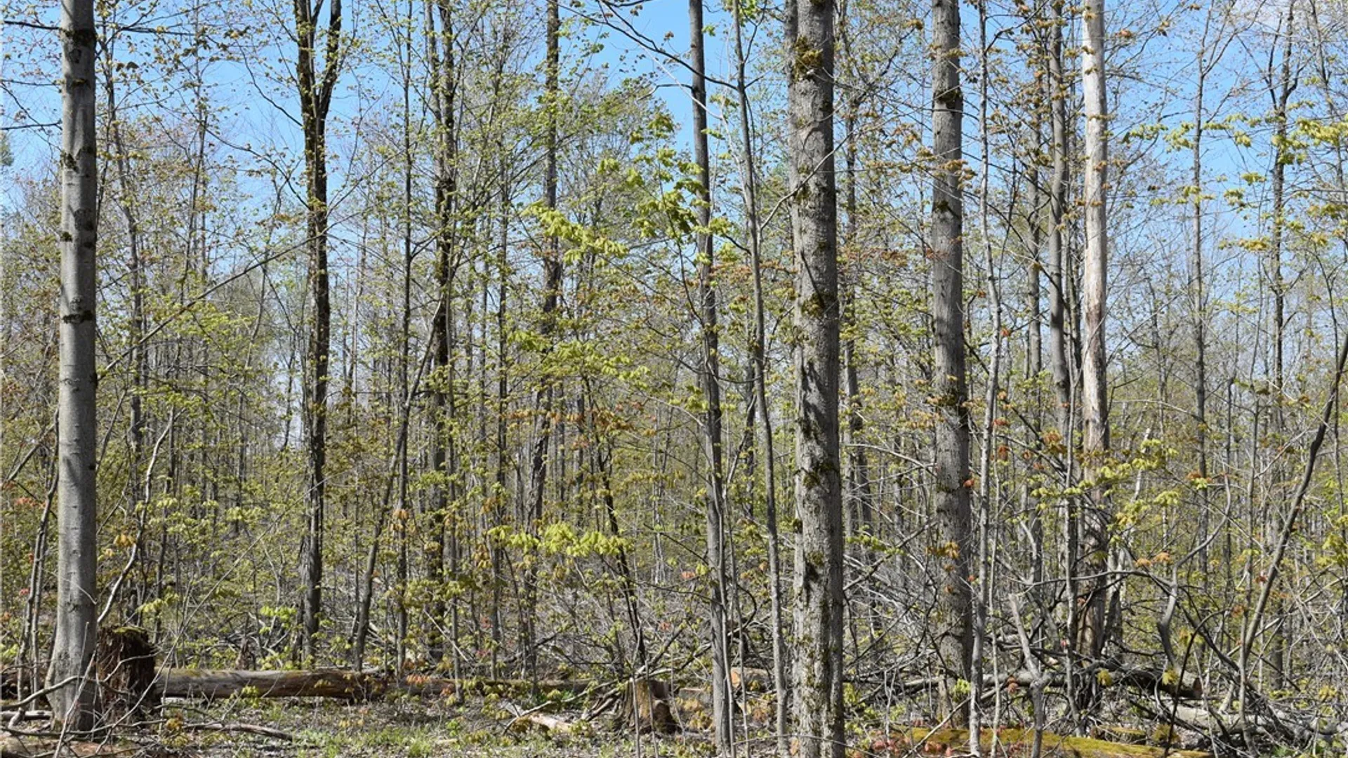 Property at Farrington Hollow Road, Cherry Creek, NY 14723 5