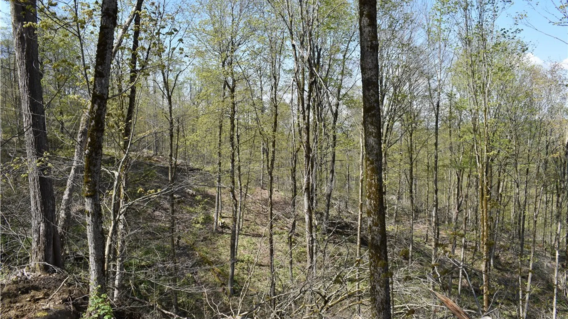 Property at Farrington Hollow Road, Cherry Creek, NY 14723 8