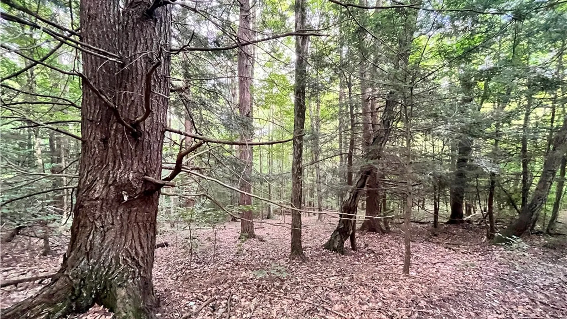 Property at Greenbush Road, Erin, NY 14838 10