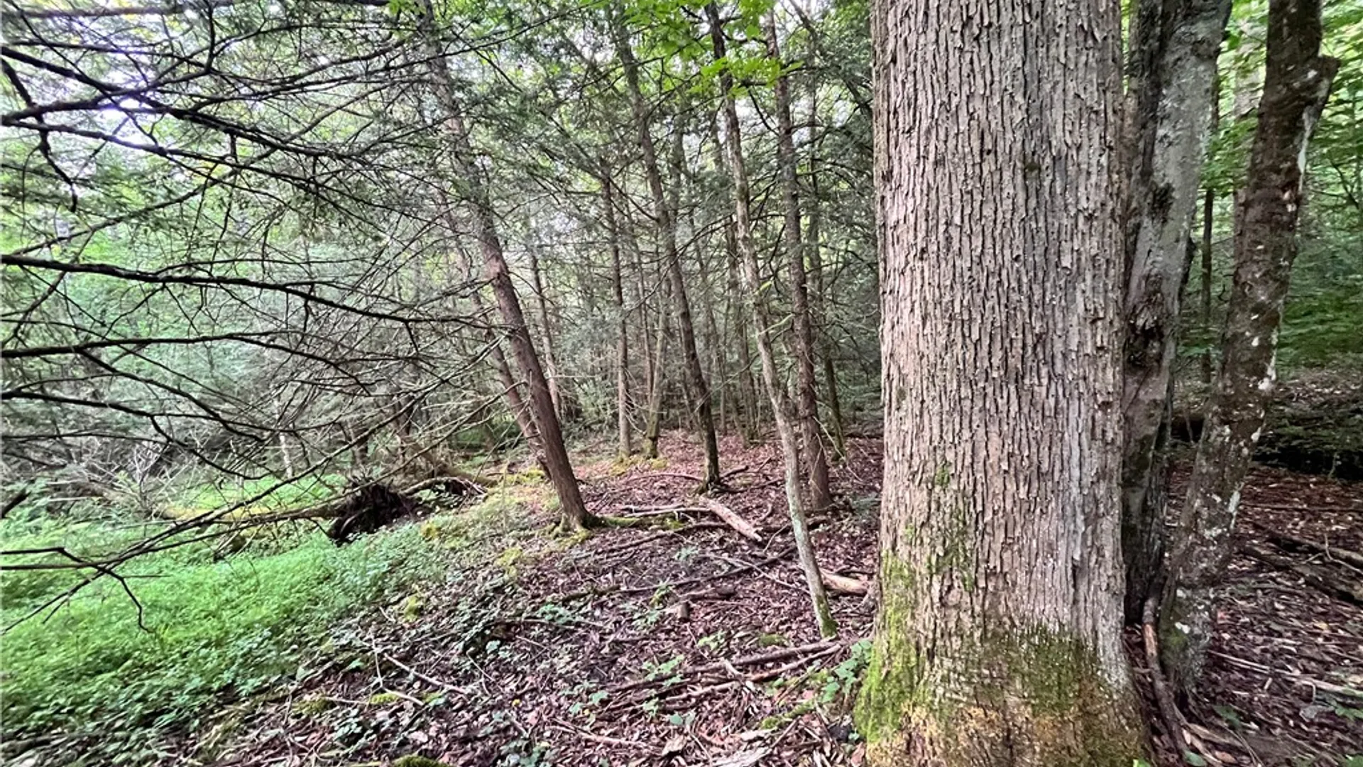 Property at Greenbush Road, Erin, NY 14838 12