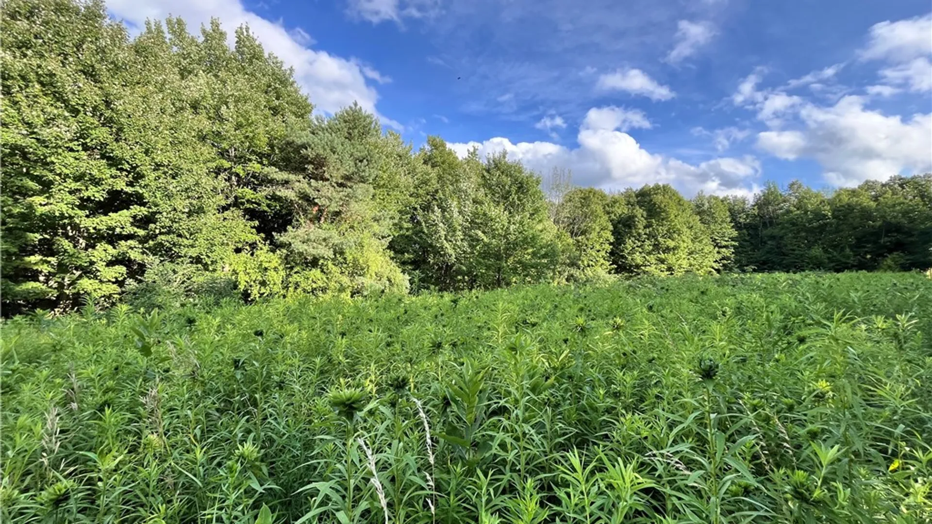 Property at Greenbush Road, Erin, NY 14838 2