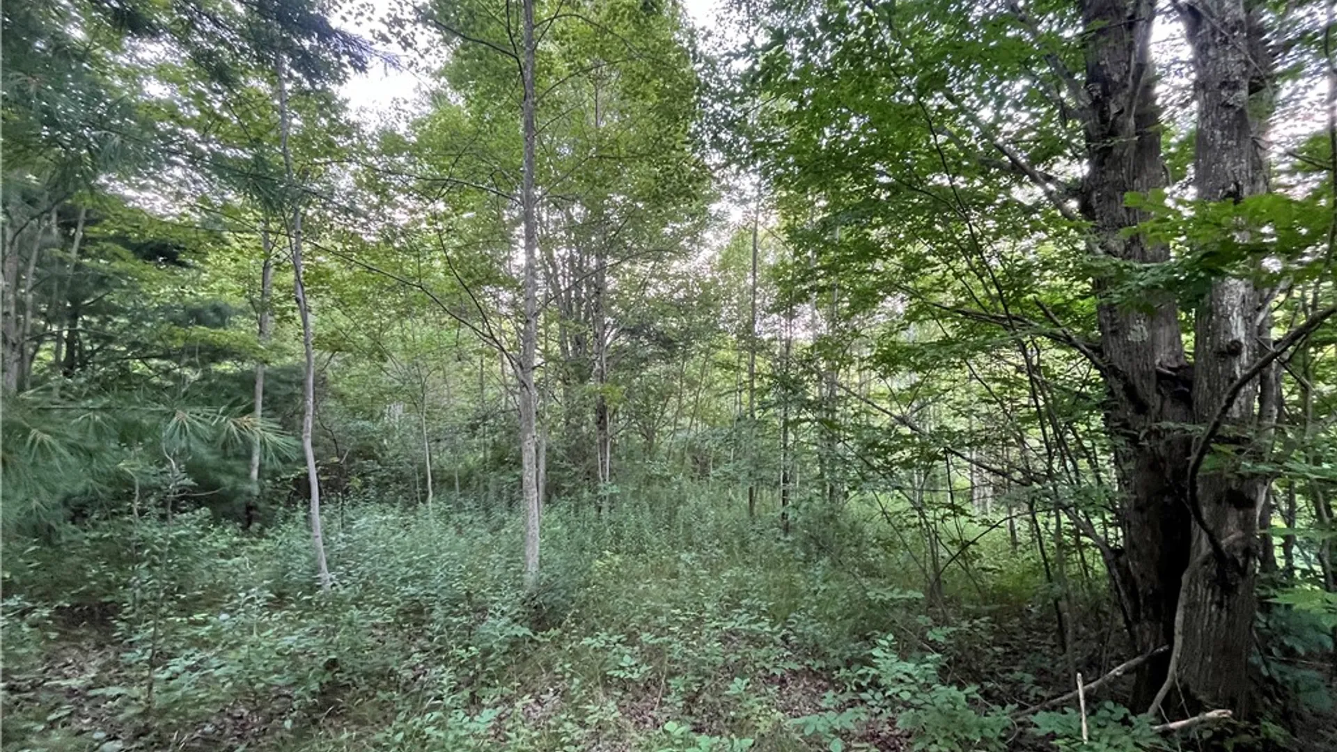 Property at Greenbush Road, Erin, NY 14838 22