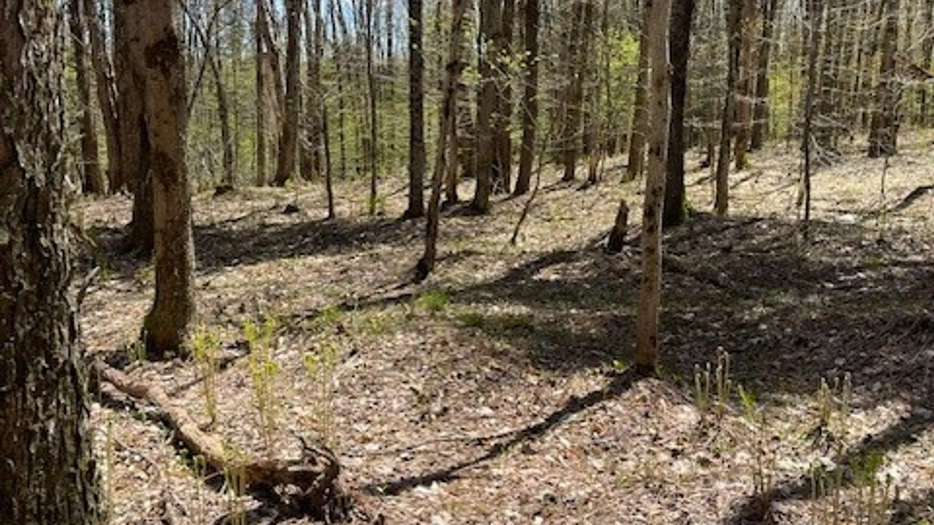 Property at Gay Drive, Orwell, NY 13302 11