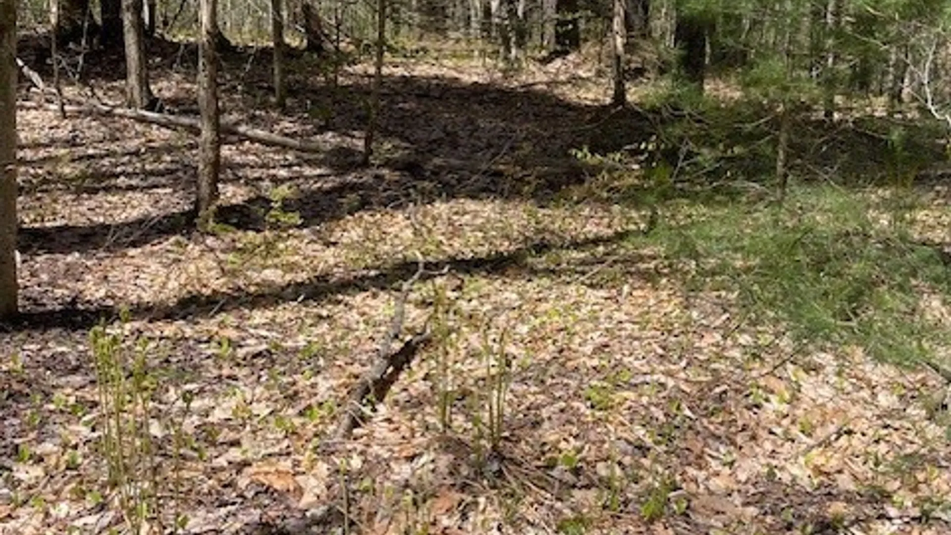 Property at Gay Drive, Orwell, NY 13302 14