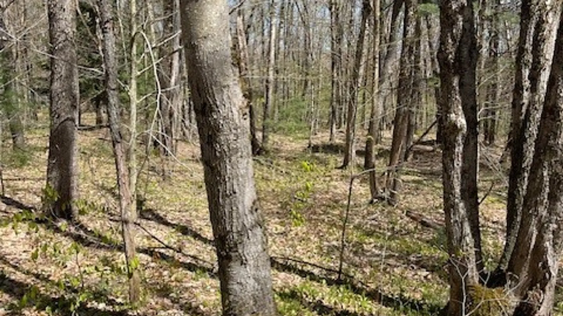 Property at Gay Drive, Orwell, NY 13302 19