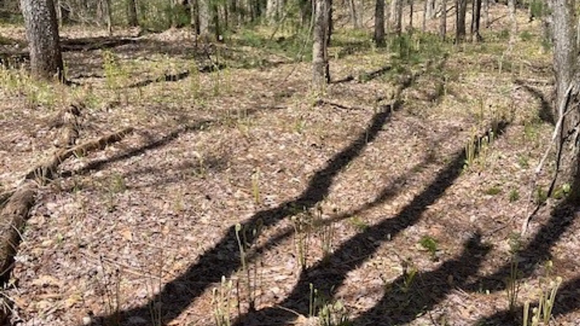 Property at Gay Drive, Orwell, NY 13302 8