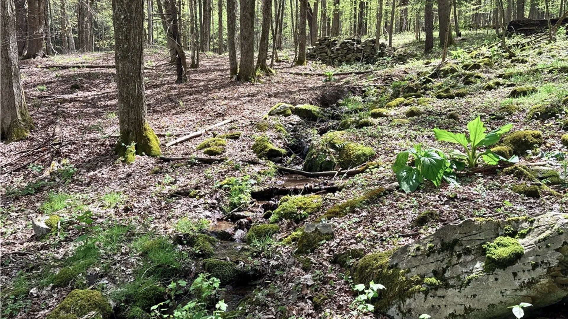 Property at Lot 16 Putnam Road, Kortright, NY 13750 11