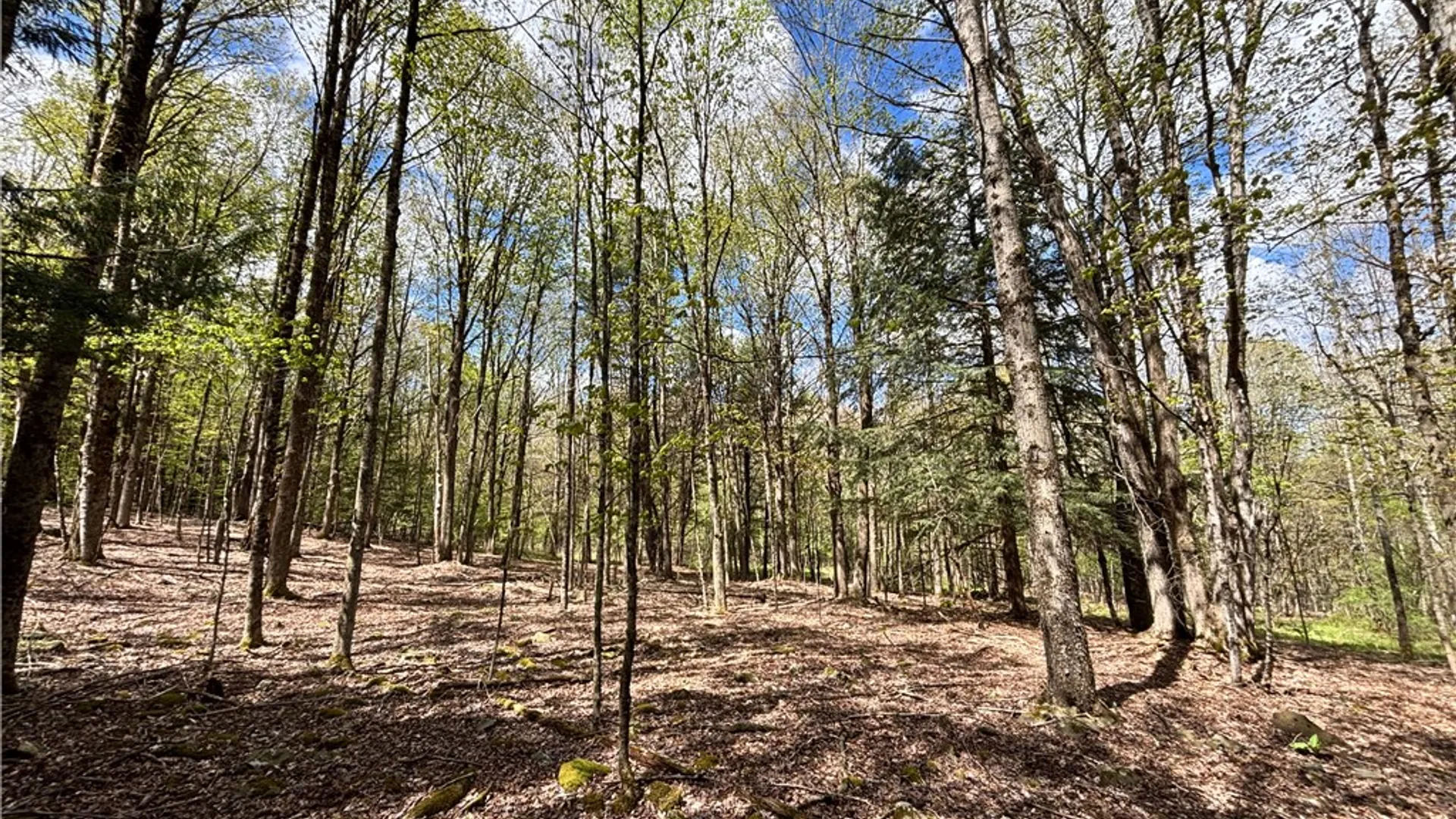 Property at Lot 16 Putnam Road, Kortright, NY 13750 13