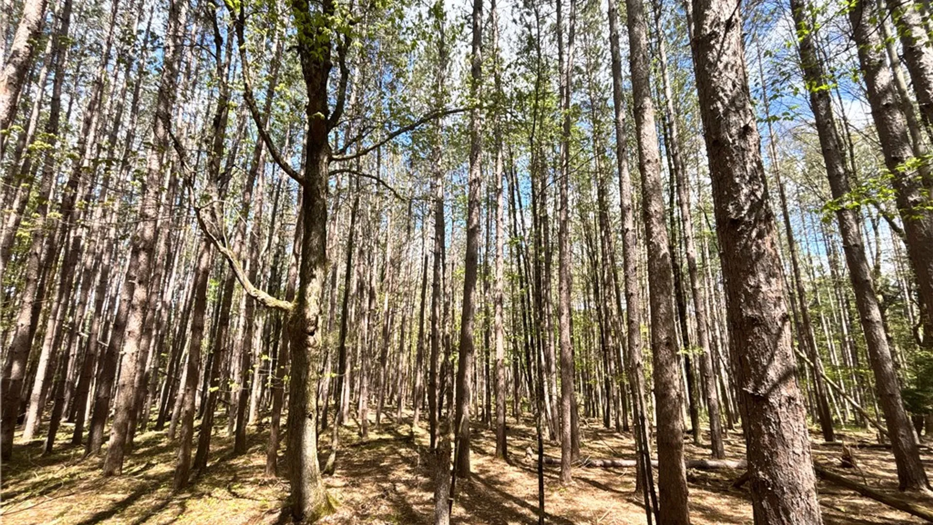 Property at Lot 16 Putnam Road, Kortright, NY 13750 15
