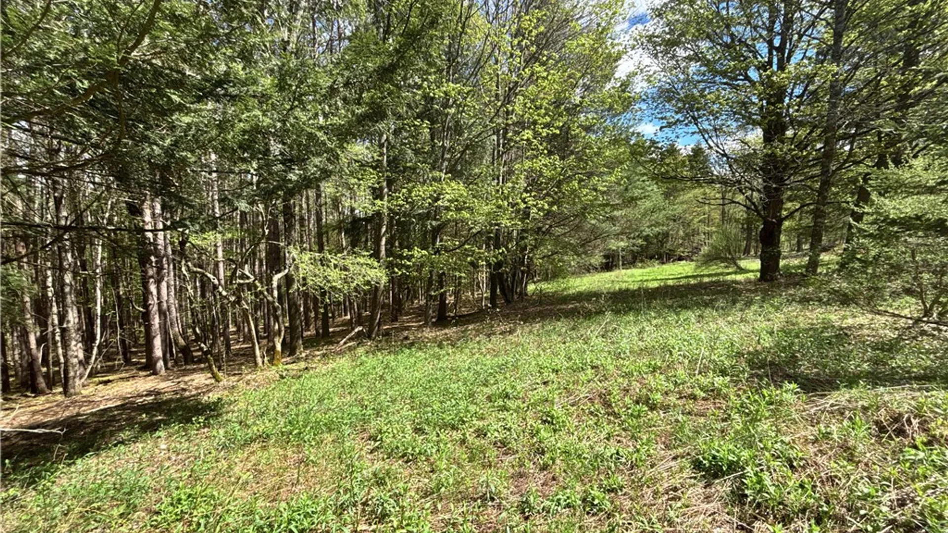 Property at Lot 16 Putnam Road, Kortright, NY 13750 6