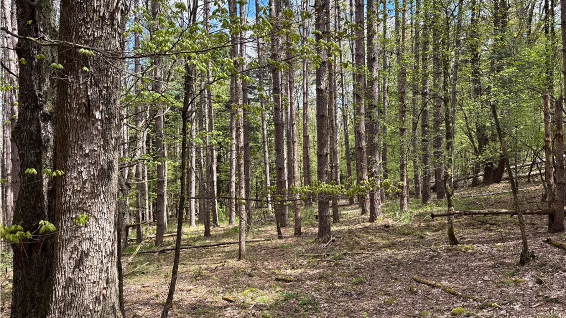 Property at Lot 16 Putnam Road, Kortright, NY 13750 8