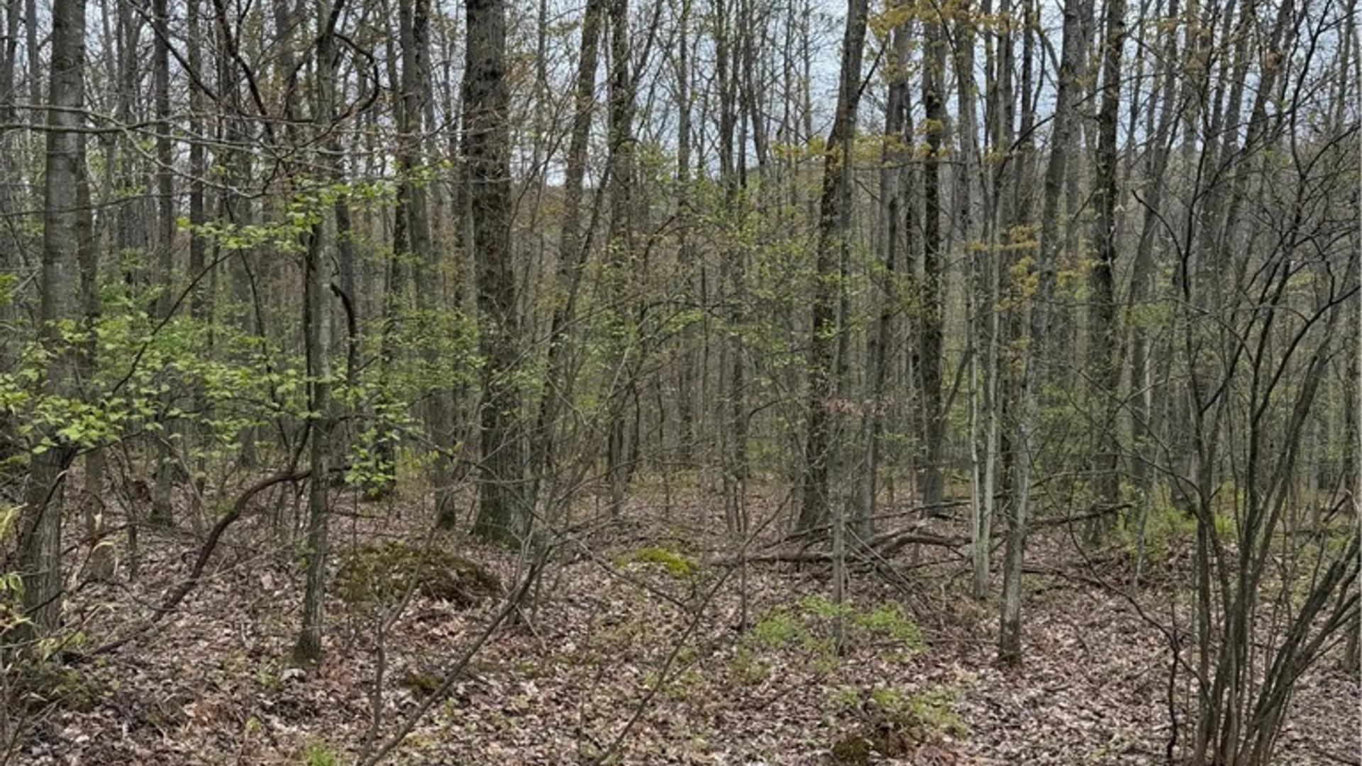 Property at 10513 Hilltop Drive, Erwin, NY 14830 2