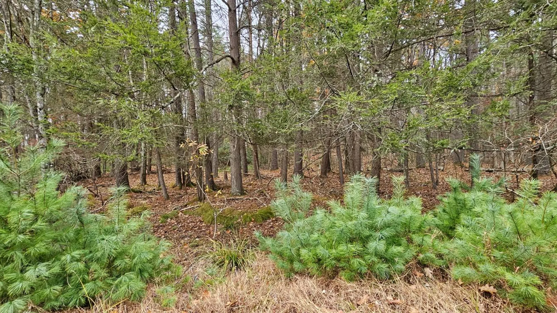 Property at Lot 28 Summit Dr, Eldred, NY 12732 5
