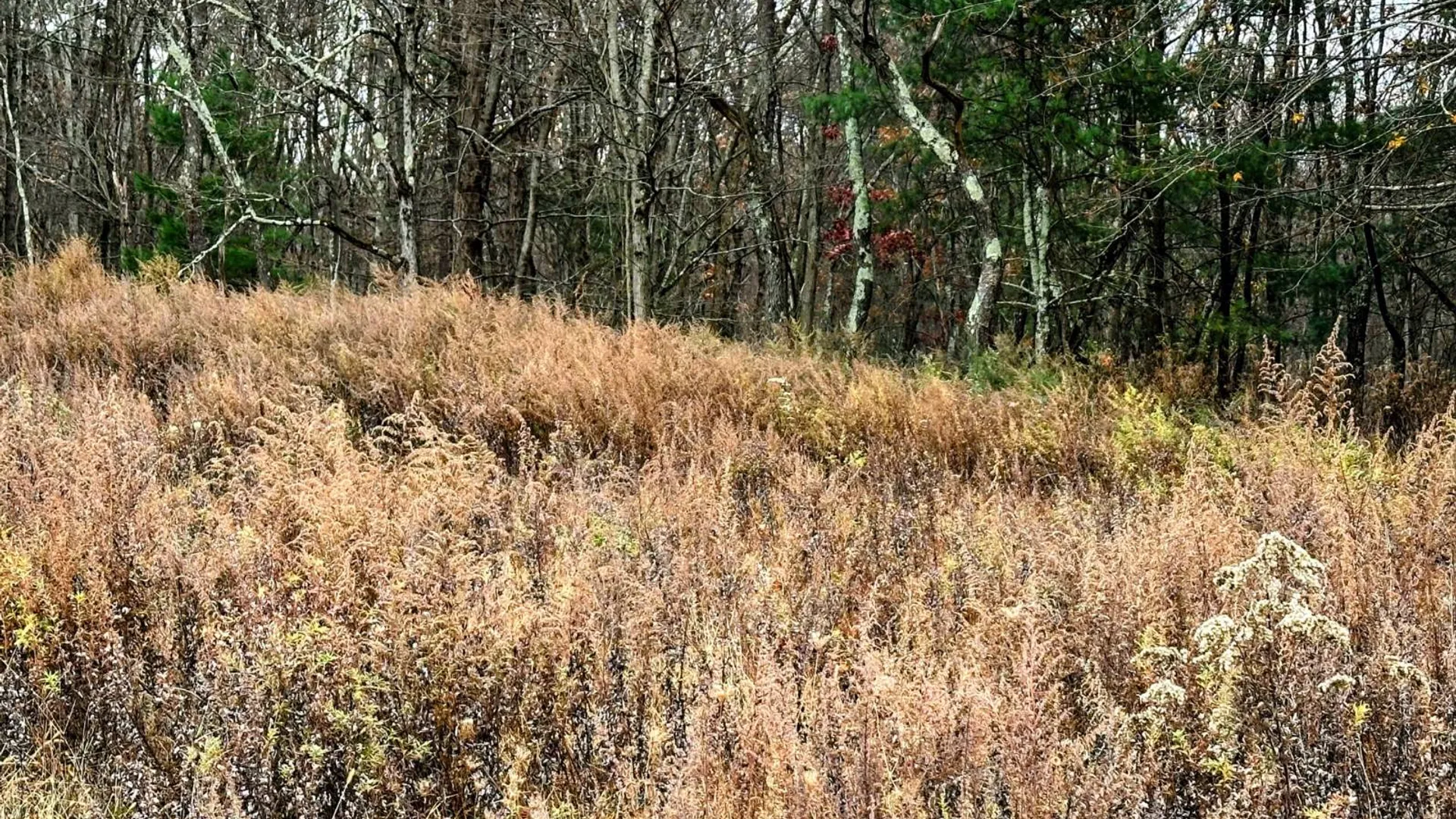 Property at 3264 County Route 7, Copake, NY 12516 16