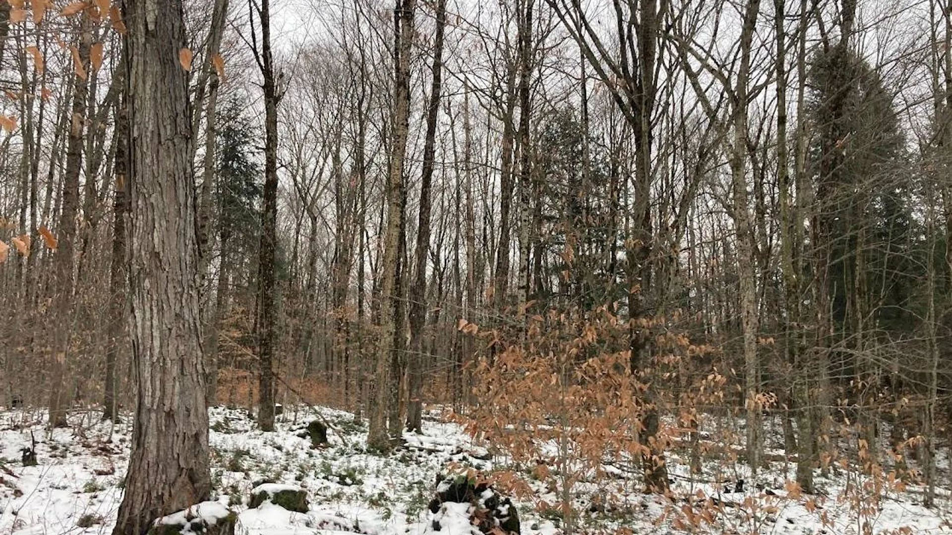 Property at 0 Rt 8, Cold Brook, NY 13324 5