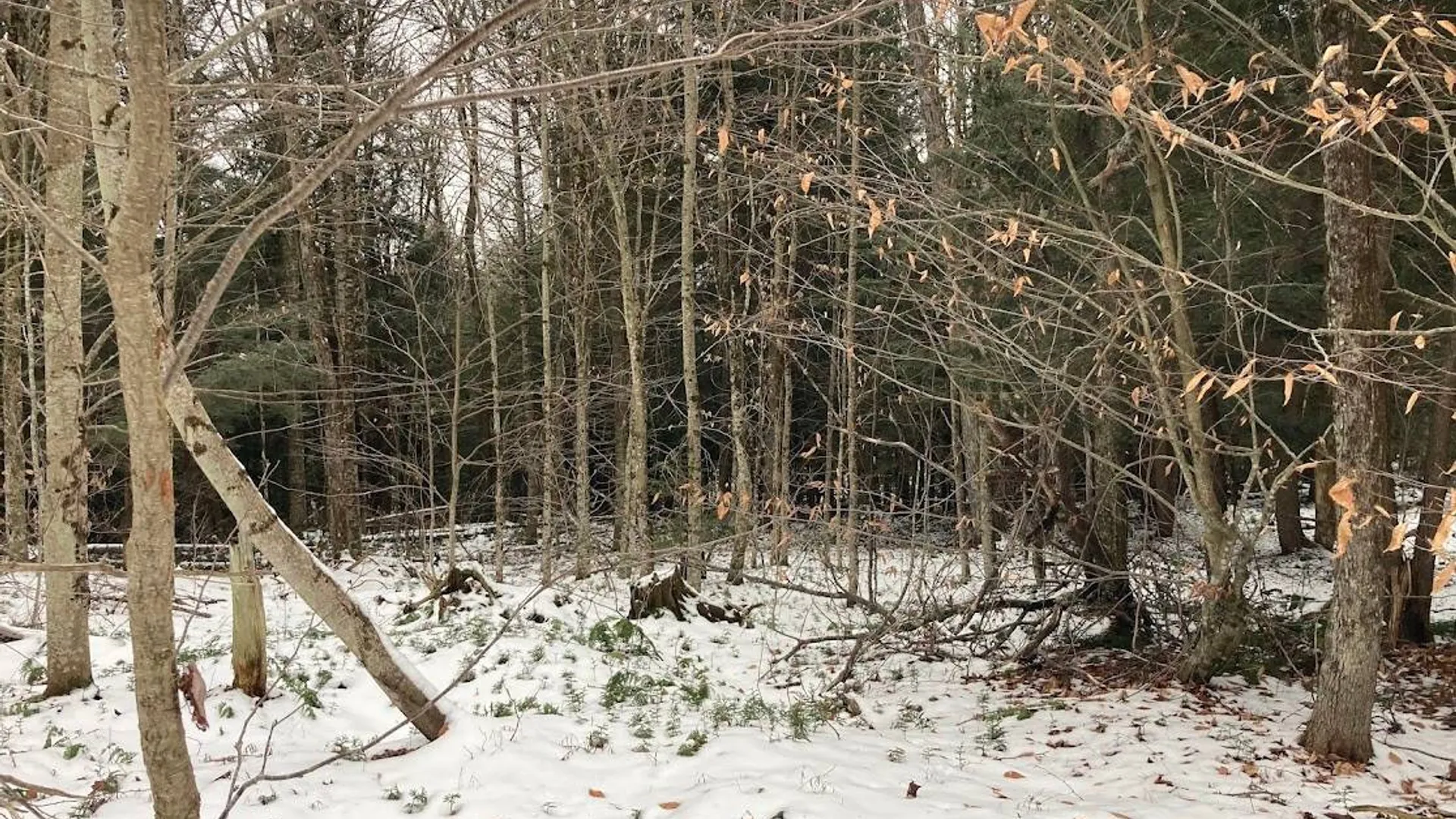 Property at 0 Rt 8, Cold Brook, NY 13324 6