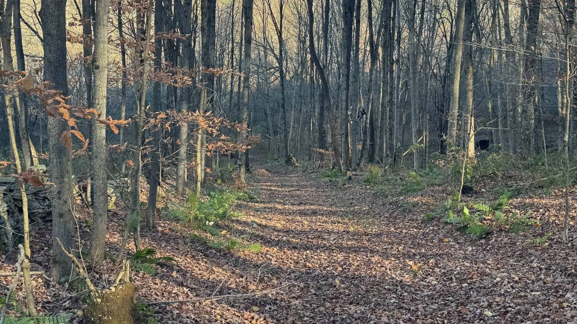 Property at 00 Town Line Rd, McGraw, NY 13101 11