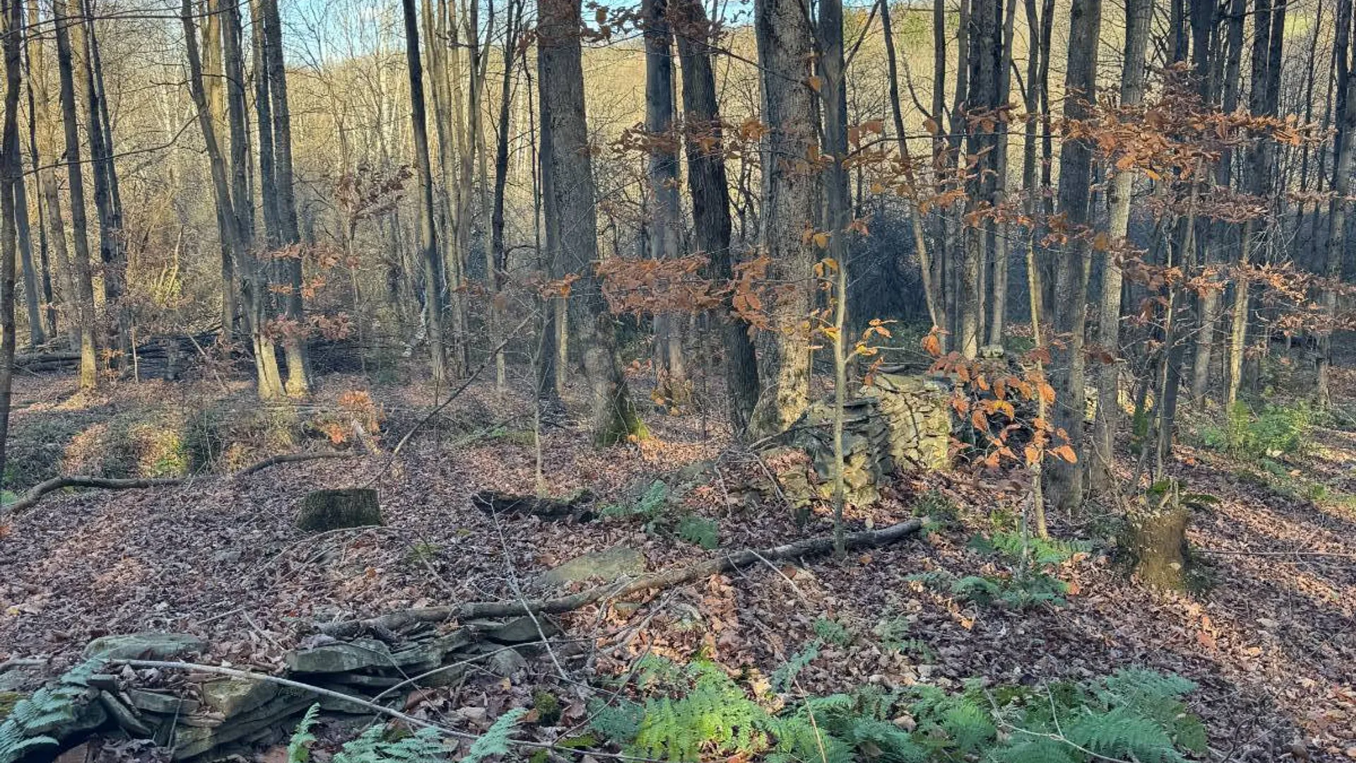 Property at 00 Town Line Rd, McGraw, NY 13101 8