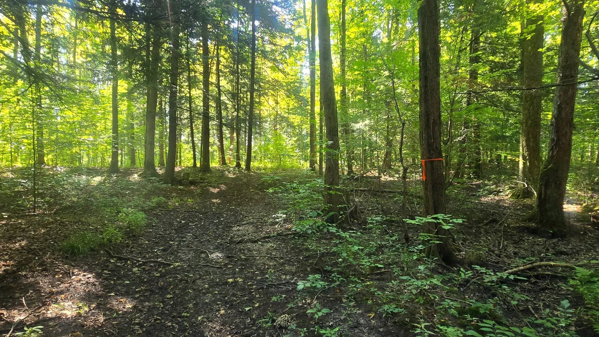 Property at 2970 Whitelaw Rd, Canastota, NY 13032 19