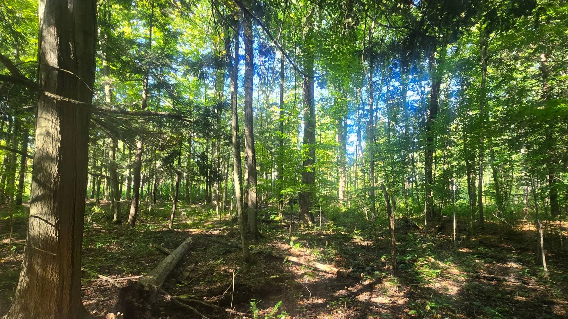 Property at 2970 Whitelaw Rd, Canastota, NY 13032 21