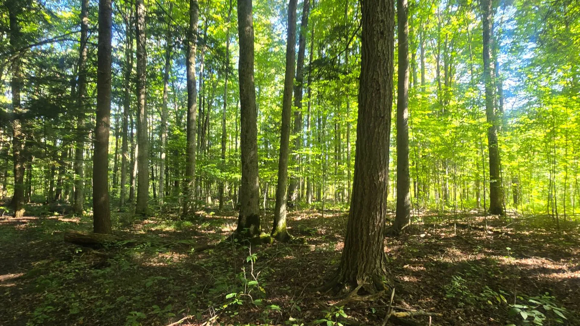 Property at 2970 Whitelaw Rd, Canastota, NY 13032 34